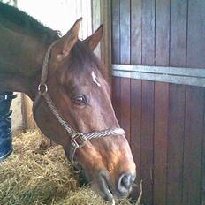 Dansk Varmblod La Bryere