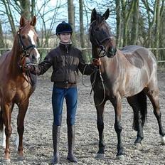 Welsh Pony (sec B) Mayke (Solgt)