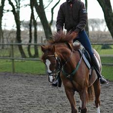 Welsh Pony (sec B) Mayke (Solgt)