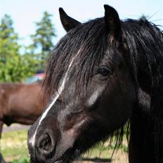 Anden særlig race Pippi