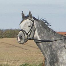 Oldenborg SilverStone