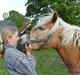 Haflinger Apache (Gumle) - Aflivet 