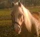 Haflinger Felix