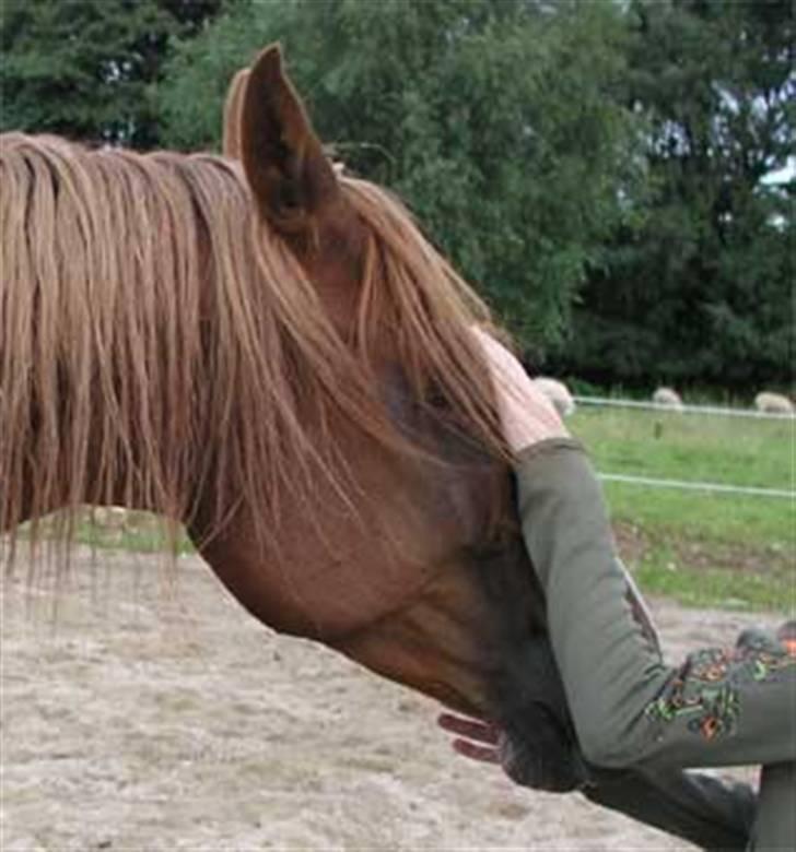 Arabisk fuldblod (OX) Ferrari - Ferrari aflivet pga. af tarmslyng d.18 kl.01 billede 1