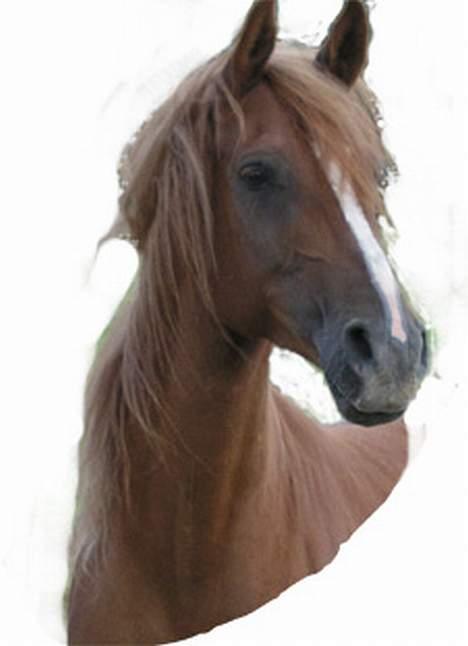 Arabisk fuldblod (OX) Ferrari - ferrari morgenhår billede 2