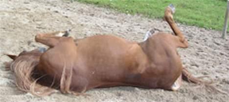 Arabisk fuldblod (OX) Ferrari billede 6