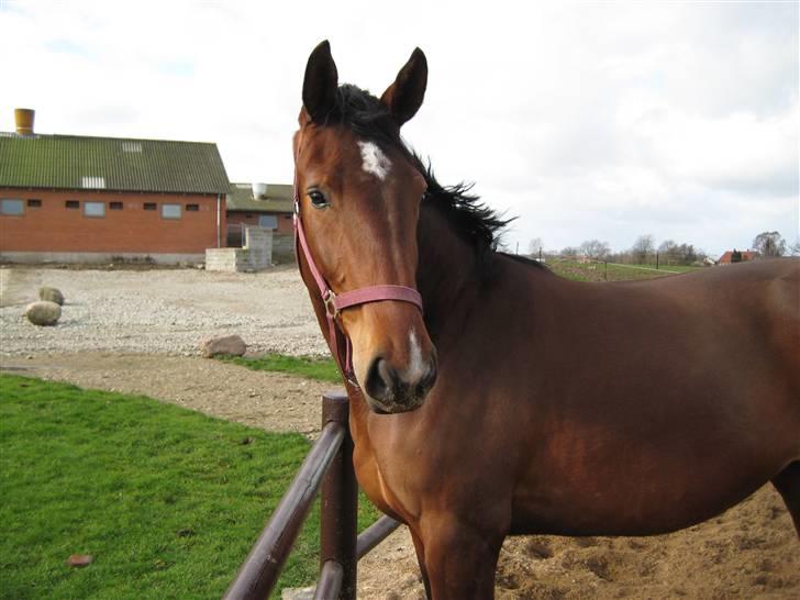 Dansk Varmblod Vesterlykkes Zinfandel billede 12