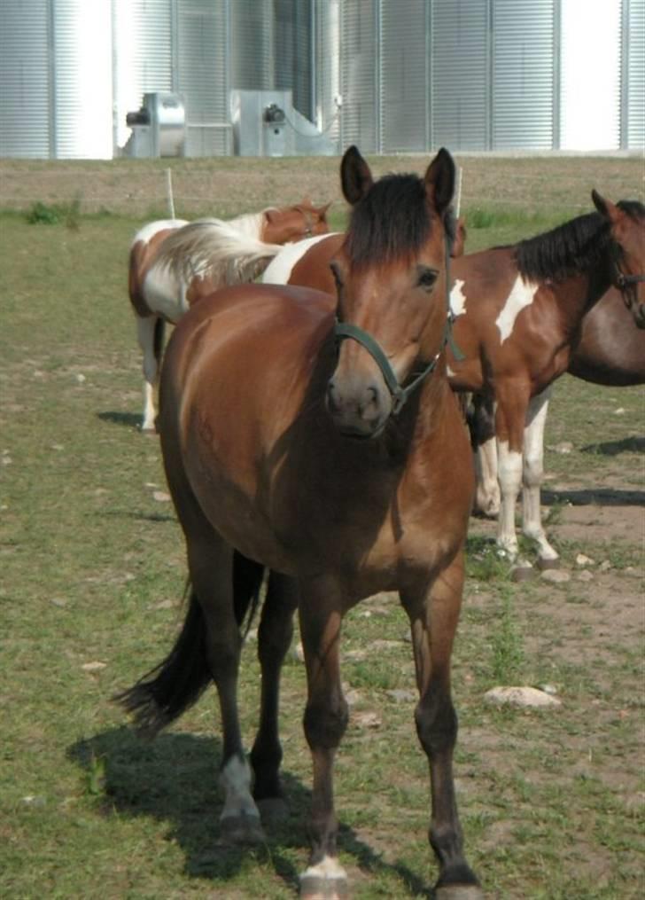 New Forest Strandagers Marchal billede 1