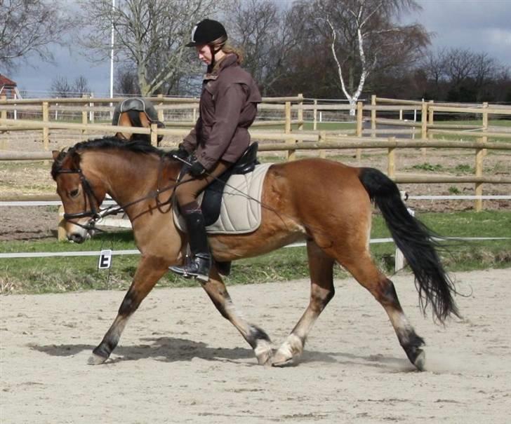 New Forest Strandagers Marchal - Til undervisning ved Gittte, og Lene var sød at tage billeder af os :) billede 2