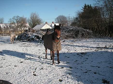 New Forest Strandagers Marchal - jan. 07 billede 4