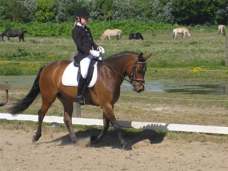 DSP Gloria Søblink - Til stævne på Pårup Holm - Hun var en stjerne! billede 2