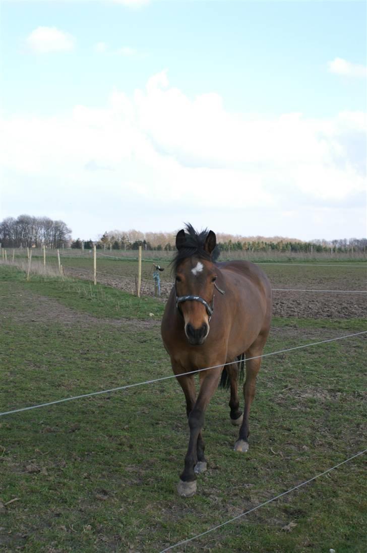 DSP Gloria Søblink - Gloria på fold, April 2008 billede 3