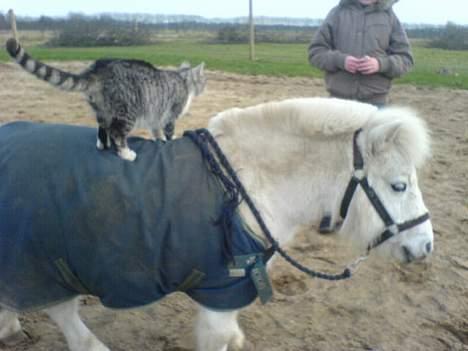 Shetlænder Riffer.R.I.P - XD Katte kan også ride, heeh. billede 10