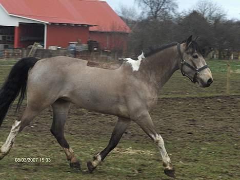 Anden særlig race silas<3<3 ***Solgt*** - silas på fold, marts 2007 billede 14