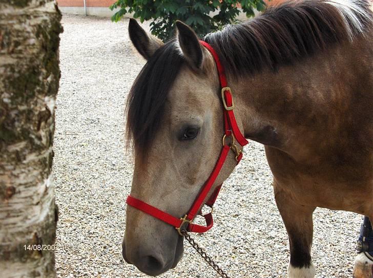 Anden særlig race silas<3<3 ***Solgt*** - Silas da han blev hentet af Frida billede 15
