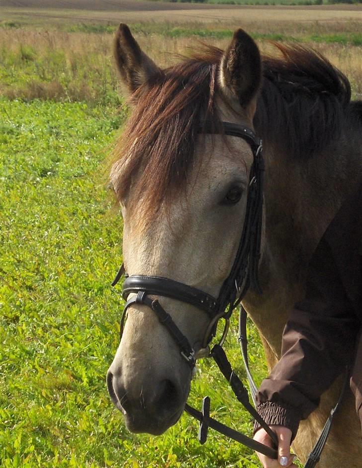 Anden særlig race silas<3<3 ***Solgt*** - hoved billed billede 16