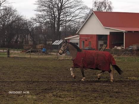 Anden særlig race silas<3<3 ***Solgt*** - trav på folden, marts 2007 billede 17