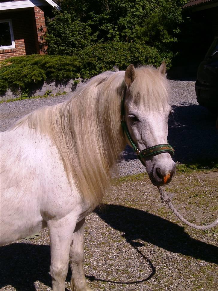 Shetlænder ~Mozart~ <3 - ´Moziie jeg elsker diig<3, billede 1