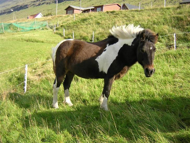 Færøsk hest Blanka [Haft i pleje] - Søde :) | 17-09-2006 billede 8
