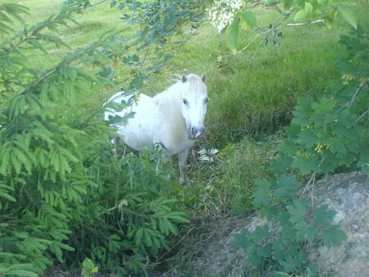 Shetlænder ~Mozart~ <3 - Kan man være mer´ lækker? ;) Syyntes jeg ikke<33,. billede 2