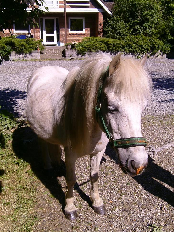 Shetlænder ~Mozart~ <3 - Han er sq´ dejlig dd; billede 3