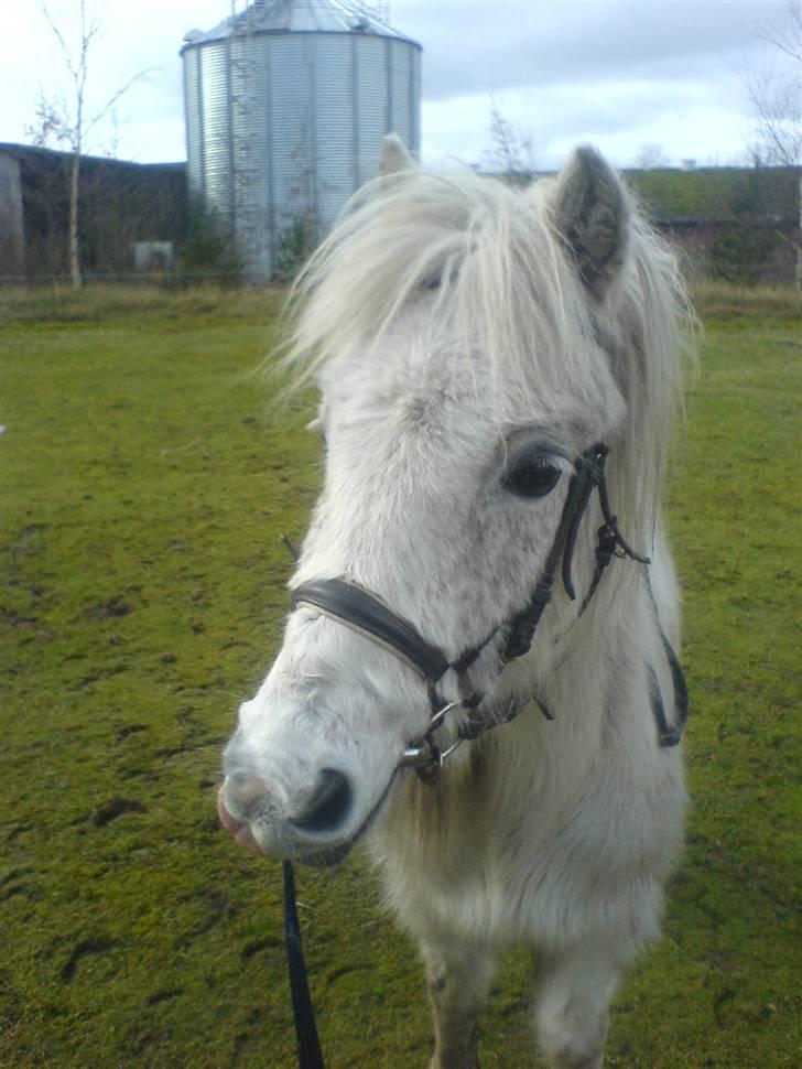 Shetlænder ~Mozart~ <3 - Den lækre xD <333333333333 billede 4