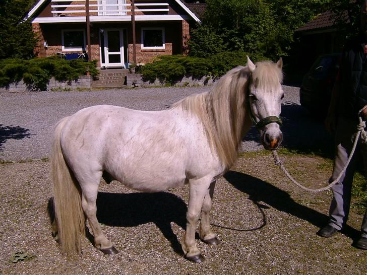 Shetlænder ~Mozart~ <3 - Kigger(: <´33´ billede 5