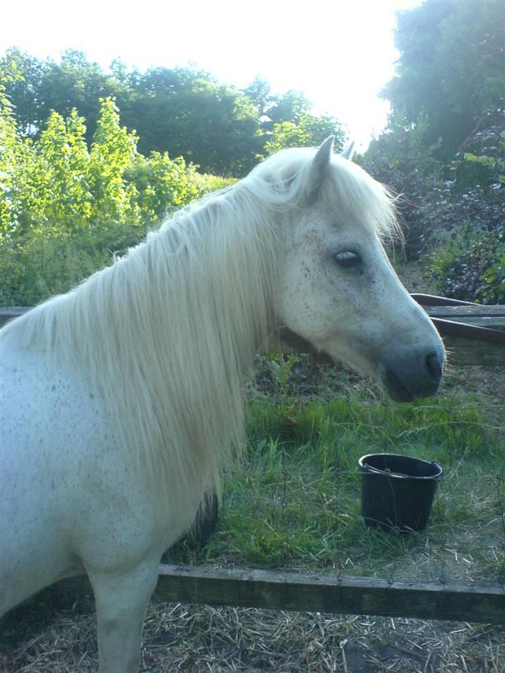 Shetlænder ~Mozart~ <3 - Smukke ham<3  billede 6