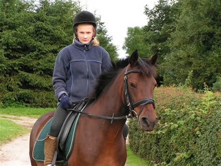 New Forest Beauty   *solgt* - gammelt billede .  billede 1