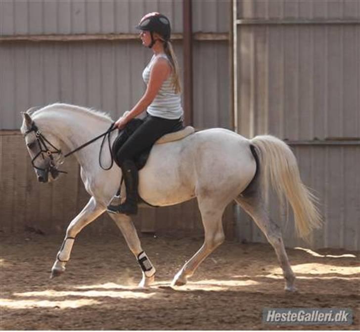 Anden særlig race Snowflake SOLGT - 9# Gitte&Snowflake, dressur. I er så gode i; billede 9