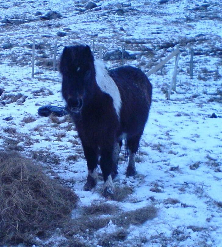 Færøsk hest Blanka [Haft i pleje] - Men vinterpels =) | 26-02-2007 billede 9
