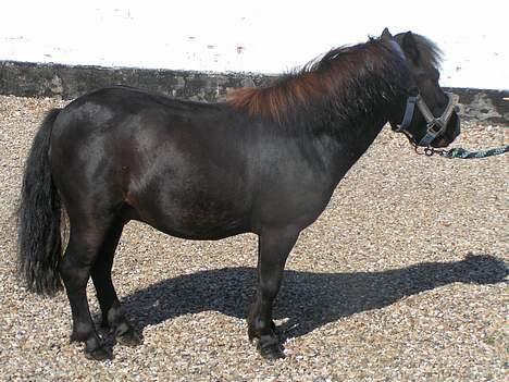 Shetlænder Snuske (solgt) billede 1