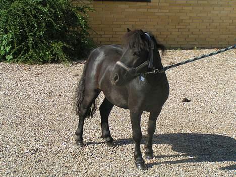 Shetlænder Snuske (solgt) billede 2