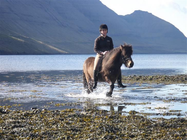 Færøsk hest Grani (udlånt) - Plaske plaske (: billede 19