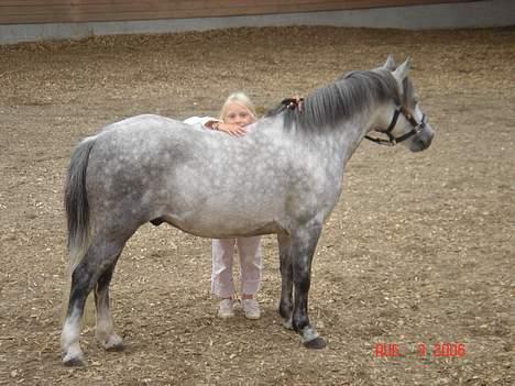 Welsh Mountain (sec A) Ræveskiftets Bramble <3 - Bramble<3 den dag jeg fik ham :D den lykligste dag i mit liv <3 !! billede 11