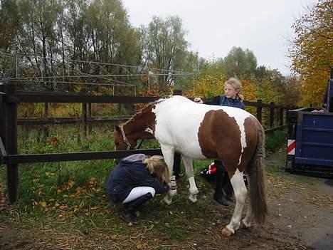 Anden særlig race Diablo  * Gamle hest* - er ved  at gøre min pony klart til stævne billede 5