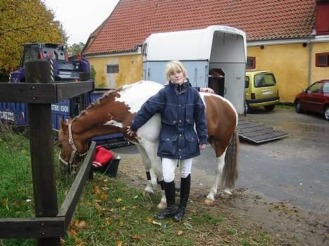 Anden særlig race Diablo  * Gamle hest* - er ved at sadle min pony op til stævne billede 6