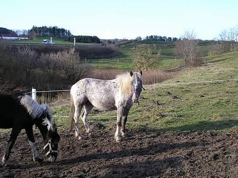 Anden særlig race Lady af Bakkebo(Solgt) - lady vinter 07 billede 9