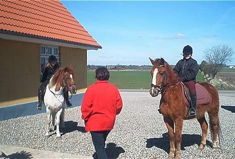 Anden særlig race Aschia - SOLGT - Meget gammelt billed, hvor han har tyk vinter pels :D (Den brogede er min søsters pony) billede 3