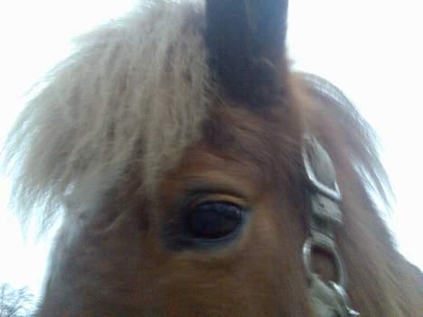 Islænder Lukka fra Flødal (SOLGT) billede 15