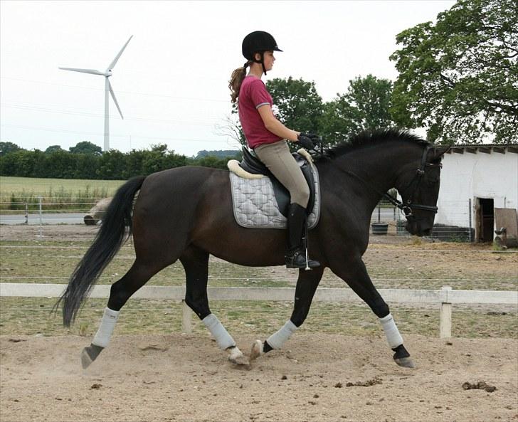 Dansk Varmblod Siska   - D.19/03 - 09  - Rigtig flot trav!.. Med mig på ryggen.. Foto: Mor billede 12