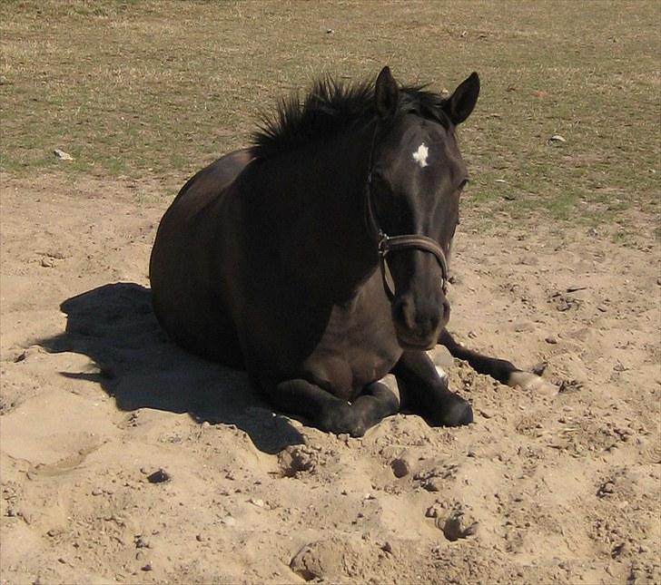 Dansk Varmblod Siska   - D.19/03 - 09  - Siska sover til middag.. Foto: Mig billede 14