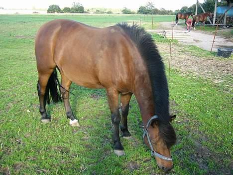 Anden særlig race Tayson<3 - Bissen er på mark.. <3 billede 1
