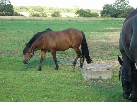 Anden særlig race Tayson<3 - "Oh fuck, dér kommer nogen! Lad mig komme væk..." Haha, frækkert.. <3 billede 2