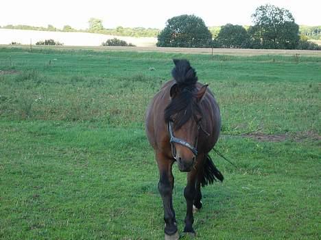 Anden særlig race Tayson<3 - "Hmm, med den godbid du har dér, skal jeg nok komme..!" :D billede 3