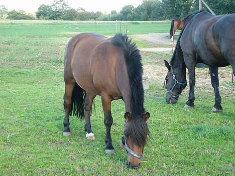 Anden særlig race Tayson<3 - Tayson på mark med chefen.. Med de hove han har, gælder det om at komme væk i en ruf! :) billede 4