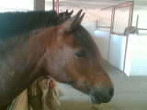 Anden særlig race Tayson<3 - Frækkerten med punkerman, som han har fået igen.. :D <3 billede 6