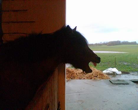 Anden særlig race Tayson<3 - Puhaa, det er hårdt at være pony.. :D billede 7
