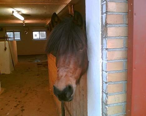 Anden særlig race Tayson<3 - "Har du en gulerod, så kan du få, men har du ingen må du gå! XD billede 8