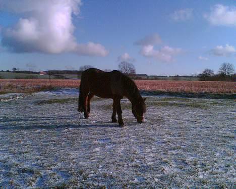 Anden særlig race Tayson<3 - Tayson på mark vinteren 2007 billede 9